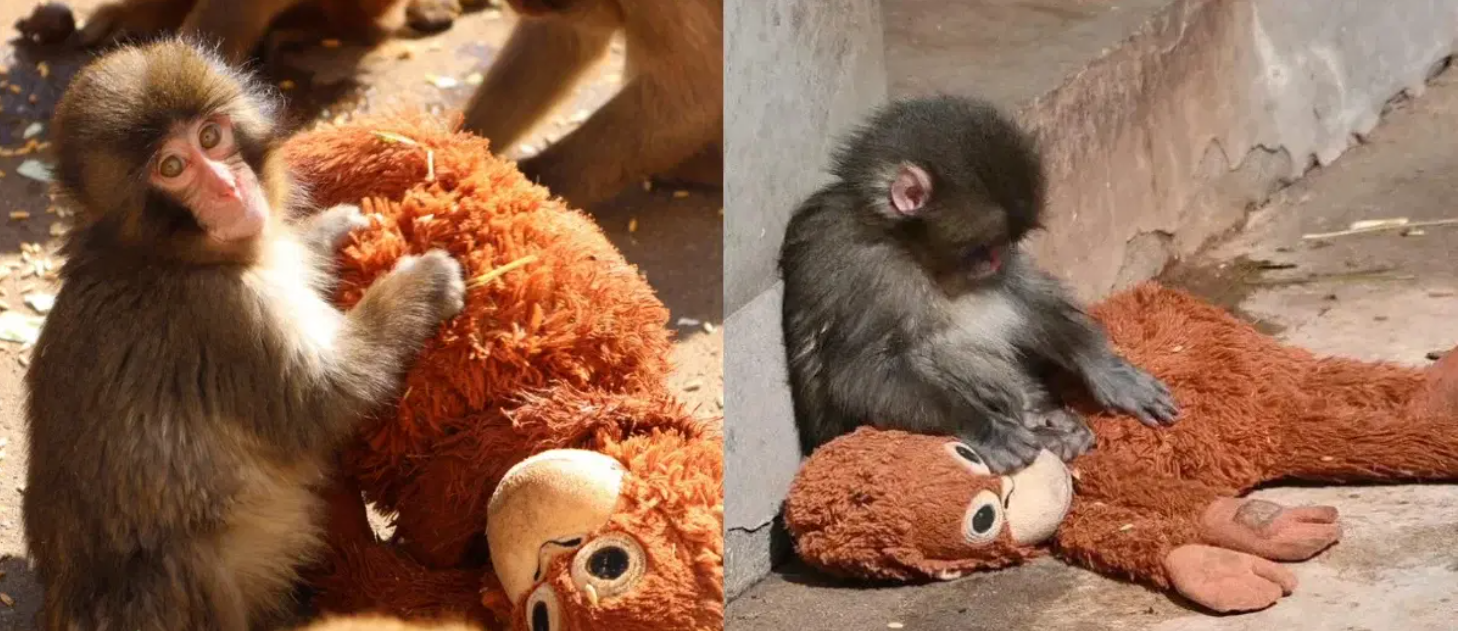 ისტორია, რომელმაც მსოფლიო აატირა: პატარა მაკაკა, რომელსაც დედის ნაცვლად სათამაშო ზრდის